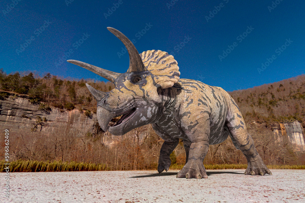 Fototapeta premium triceratops is passing by in winter times