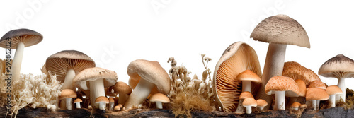 Mushrooms isolated on transparent background - Generative AI