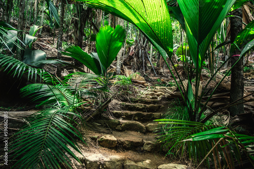 Stone steps in the jungle surrounded by huge plants