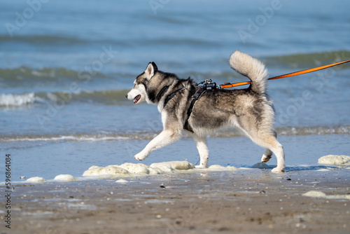 siberian husky dog on the beach