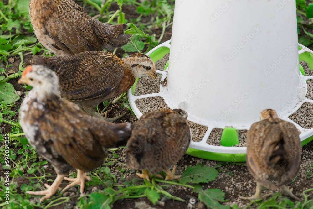 Brown small brama chickens at the feeder household poultry farming Brown small brama chickens at the feeder household poultry farming