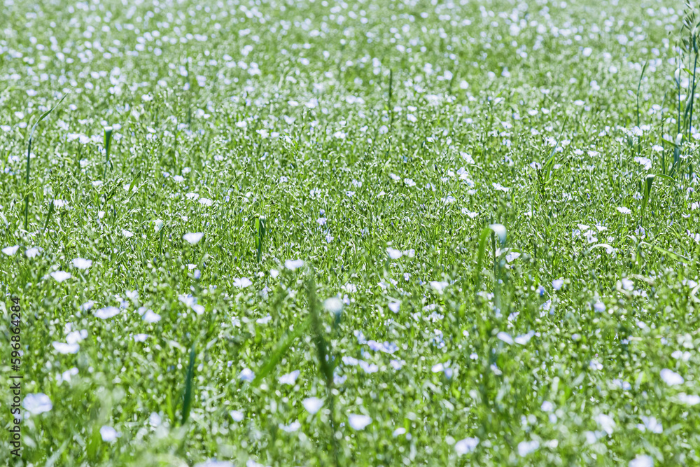 Fototapeta premium Field of flax in blossom, green grass with blue flowers, blooming agricultural plant. Linen grasses growing farmland, cultivated land. Nature summer green meadow background, growth flax.