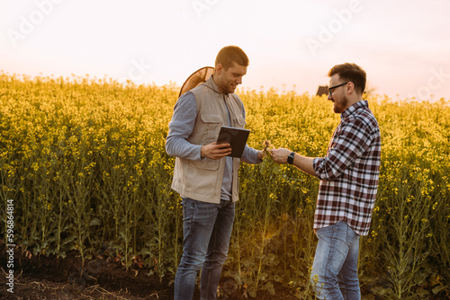Two farmers doing examination of oilseed rape root in the fields