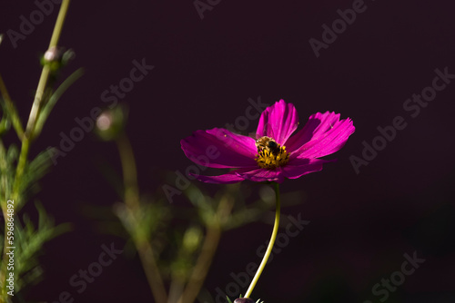 Close up of a singular little bee pollinating a beautiful flower under sunlight on a lovely sunny day.