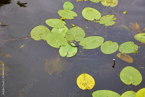 view of pond with yellow waterlily flowers, green leaf, duckweed in a summer day.