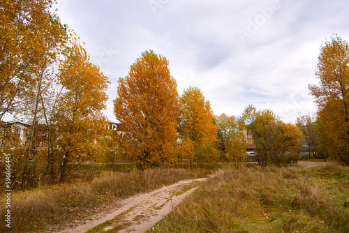 Bright yellow trees and grass and sky a cloudy day. Autumn landscape. Beauty of nature is around us. 