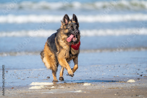 King german shepherd dog on the beach © LDC