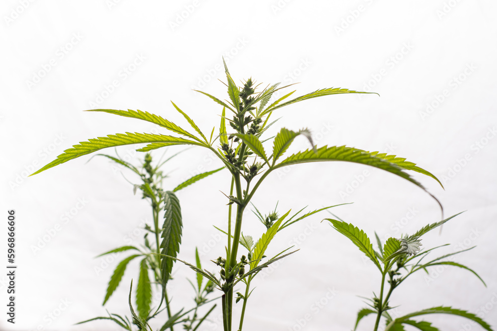 Fototapeta premium Male marijuana plant. Sativa, Indoor cultivation.