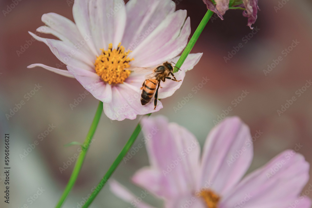 Close up of a singular little bee pollinating a beautiful flower under sunlight on a lovely sunny day. Close up of a singular little bee pollinating a beautiful flower under sunlight on a lovely sunny day.