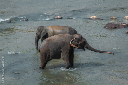 Indian elephants bathe in the river