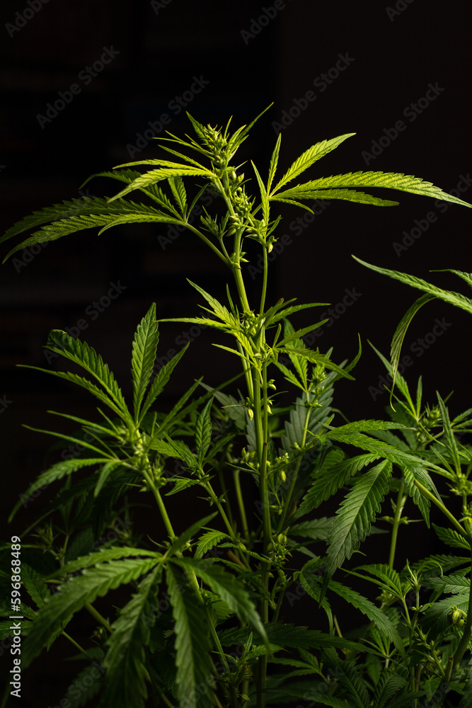 Fototapeta premium Male marijuana plant. Sativa, Indoor cultivation.