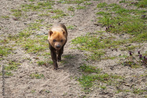 Bush Dog, Speothos venaticus, a predatory mammal of the canine family photo