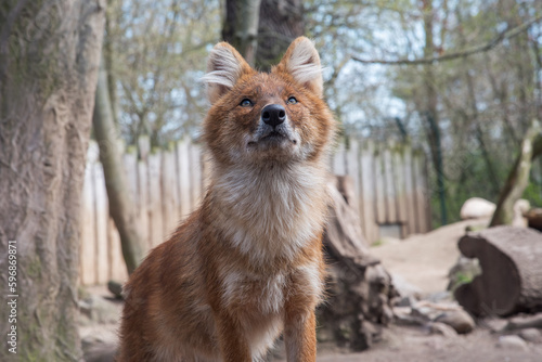 The dhole  Cuon alpinus  Asiatic Wild Dog  red dog  and whistling dog  an endangered large carnivore