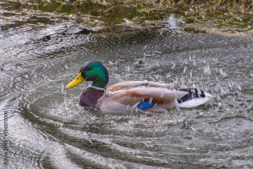 Mallard or wild duck, a dabbling duck. Summer landscape Portrait