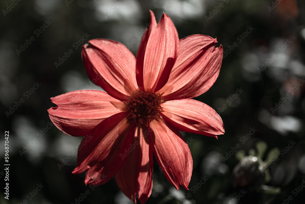 Fototapeta premium Red dahlia