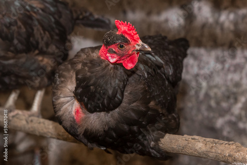 Black domestic chicken hen close up on perch for birds in the barn. Poultry farming