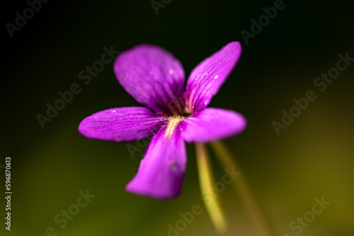 Pink flower of Pinguicula.