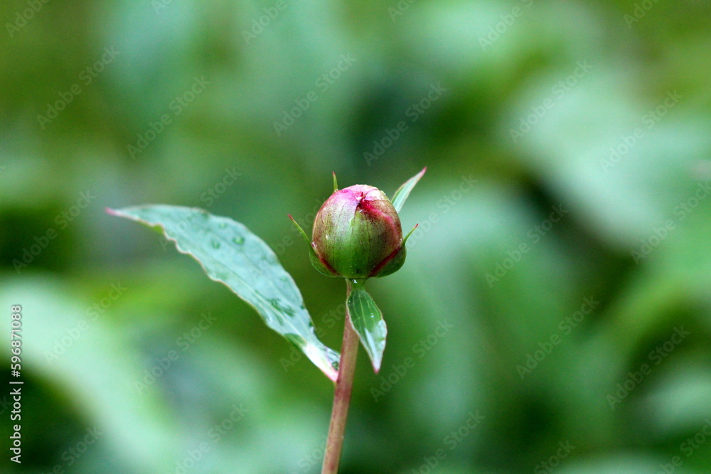 Obraz premium Single Peony or Paeony herbaceous perennial flowering plant small flower bud covered with raindrops from fresh spring shower starting to open into fragrant white to light pink layered flower 
