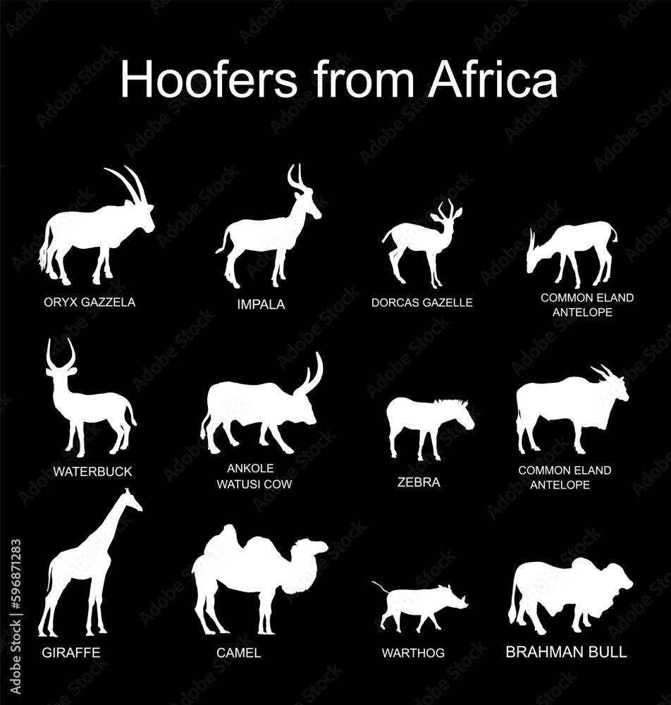 Africa hoofers animals vector silhouette illustration isolated on black. Antelope, gazelle, giraffe, camel, zebra, bush pig, Brahman cow, impala, Oryx, Gemsbuck, Ankole Watusi bull, eland, waterbuck. Africa hoofers animals vector silhouette illustration isolated on black. Antelope, gazelle, giraffe, camel, zebra, bush pig, Brahman cow, impala, Oryx, Gemsbuck, Ankole Watusi bull, eland, waterbuck.