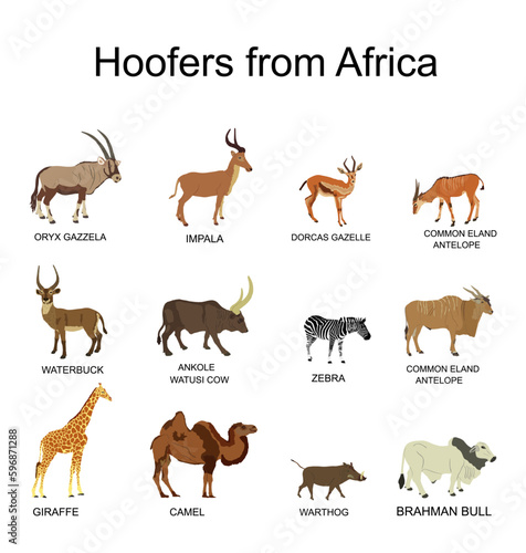 Africa hoofers animals vector illustration isolated on white background. Antelope, gazelle, giraffe, camel, zebra, bush pig, Brahman cow, impala, Oryx, Gemsbuck, Ankole Watusi bull, eland, waterbuck.
