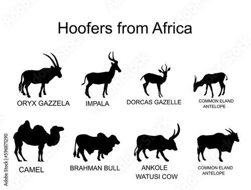 Africa hoofers animals vector silhouette illustration isolated on white background. Antelope, gazelle, camel, Brahman cow, impala, Oryx, Gemsbuck, Ankole Watusi bull, eland, kudu. Safari wildlife. photo