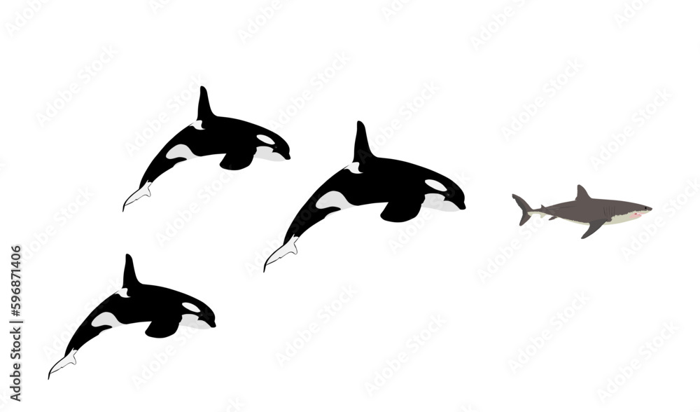 Flock of Killer Whale chase hunting great white shark jumping out of water vector illustration isolated on white. Orcinus. Underwater fight sea predators battle. Deadly ocean killers. Powerful animal.