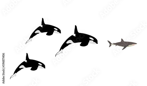 Flock of Killer Whale chase hunting great white shark jumping out of water vector illustration isolated on white. Orcinus. Underwater fight sea predators battle. Deadly ocean killers. Powerful animal. © dovla982