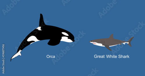 Killer Whale chase hunting great white shark jumping out of water vector illustration isolated on blue. Orcinus. Underwater fight sea predators battle. Deadly ocean killers. Strong powerful animal.