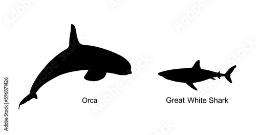 Killer Whale chase hunting great white shark jumping out of water vector silhouette illustration isolated on white. Orcinus. Underwater fight sea predators battle. Deadly ocean killer. Powerful animal