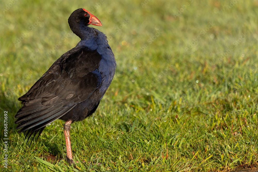 A New Zealand pukeko native bird standing on a grassy field