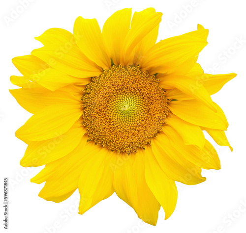 yellow sunflower transparent PNG
