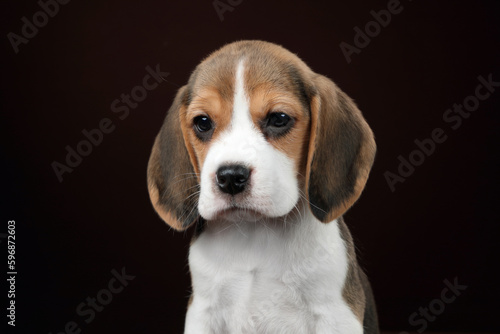 Cute little beagle puppy, closeup portrait