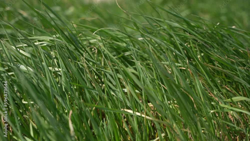 Green meadow grass sways in the wind Green meadow grass sways in the wind