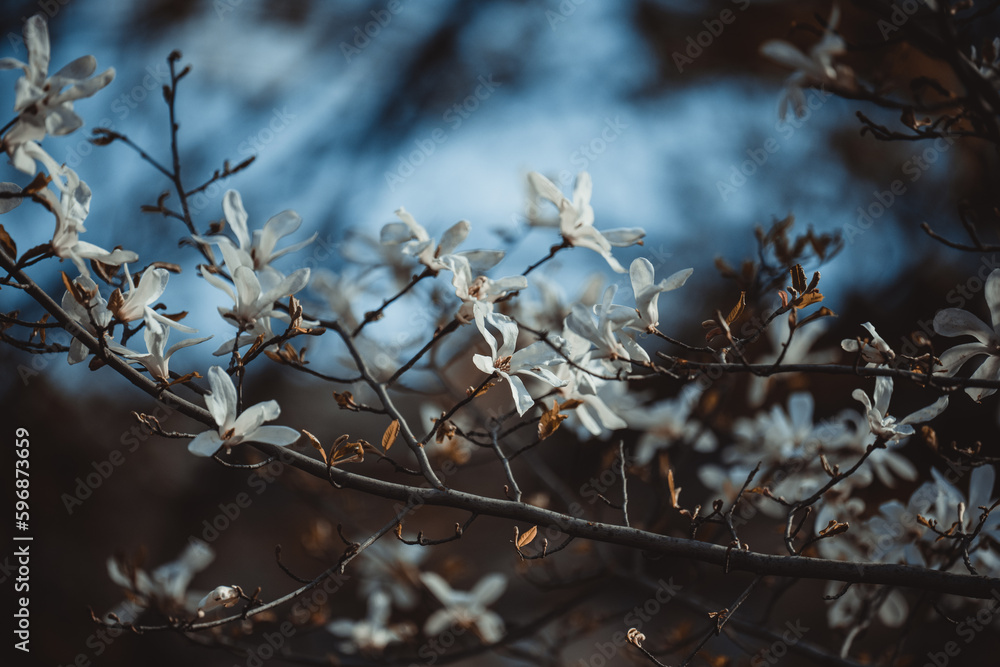 Bush with white magnolias in the park, spring day Bush with white magnolias in the park, spring day