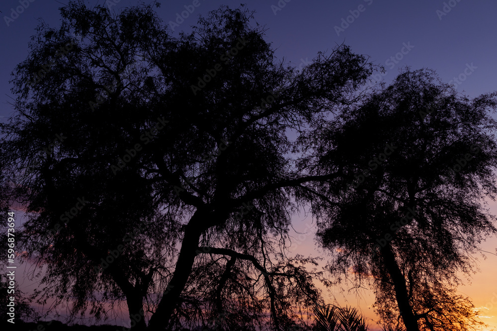 Silhouette of a big tree with a colorful sky Silhouette of a big tree with a colorful sky