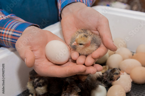 Fotobehang Hands of a male farmer holding a small fluffy chick and a chicken egg against th