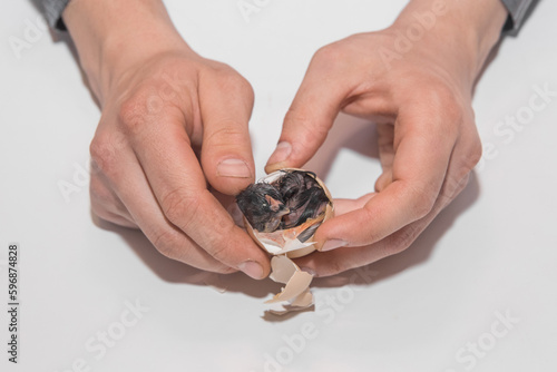 A farmer's hands open a hatching chicken egg with a small newborn chick inside on a white background