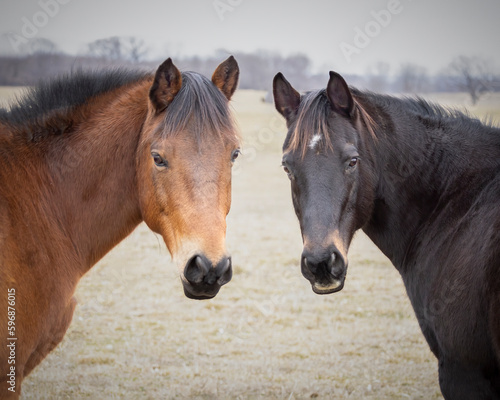 portrait of two horses together