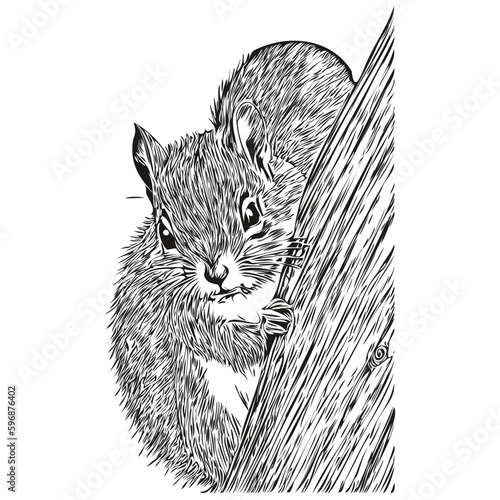 Engrave squirrel illustration in vintage hand drawing style baby squirrel.