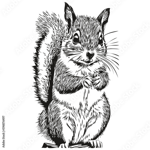 squirrel logo, black and white illustration hand drawing baby squirrel.