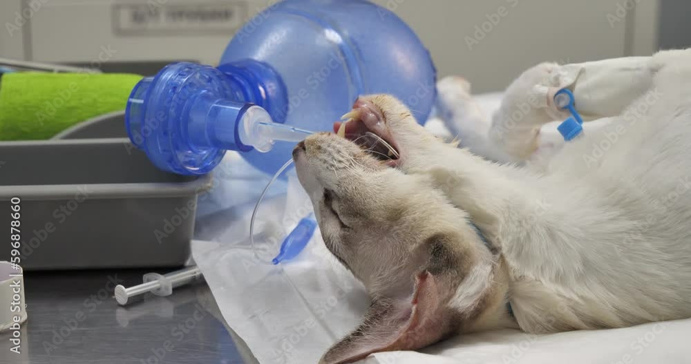 Video „The veterinarian helps the cat to regain breathing after the