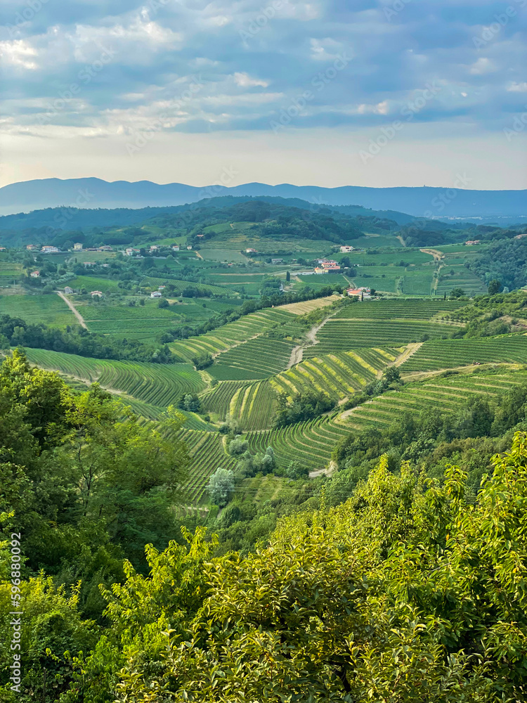 Obraz premium View of idyllic countryside with vine-covered terraced hills under cloudy sky