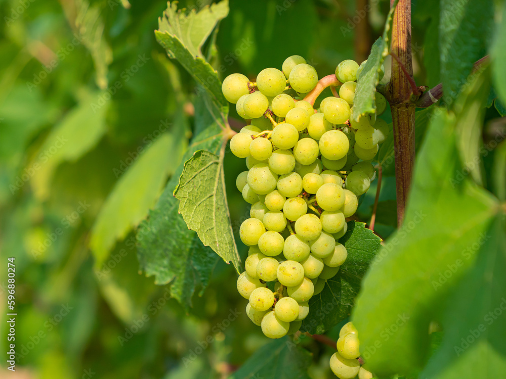CLOSE UP: Bunch of fresh ripe white grapes hanging from the vine in vineyard