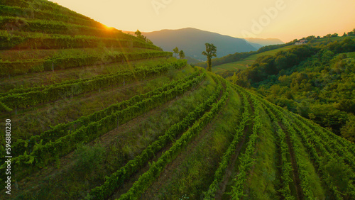 AERIAL, LENS FLARE: Beautiful sunrise illuminates the breath-taking wine region