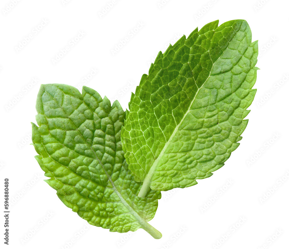 Two delicious fresh mint leaves cut out Two delicious fresh mint leaves cut out