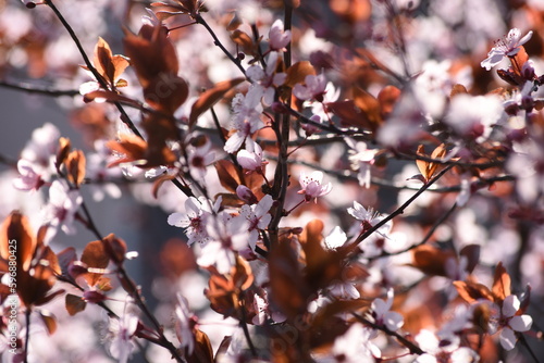Flowering trees on city streets