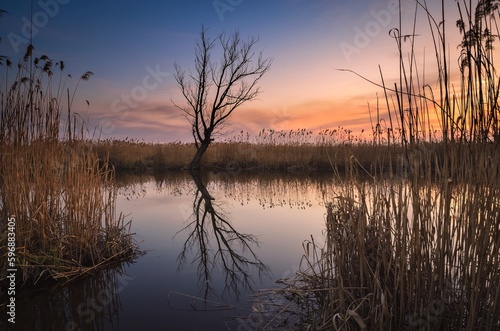 Beautiful summer landscape by the river. Lonely dry tree and grass reflecting in the Nida river in Pinczow  Poland.