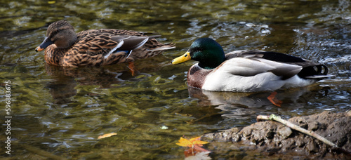 Mallard Male and Female Float on the Doe River photo