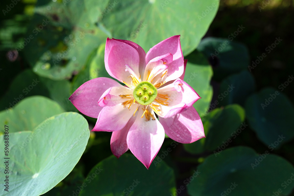 Beautiful blooming pink lotus flower with green leaves Beautiful blooming pink lotus flower with green leaves