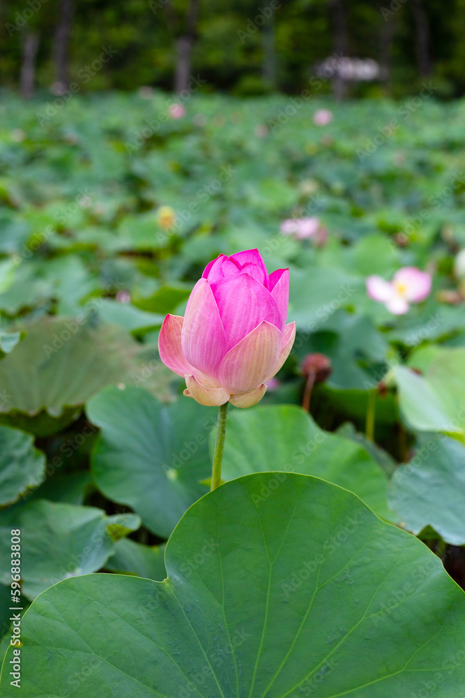 Beautiful blooming pink lotus flower with green leaves